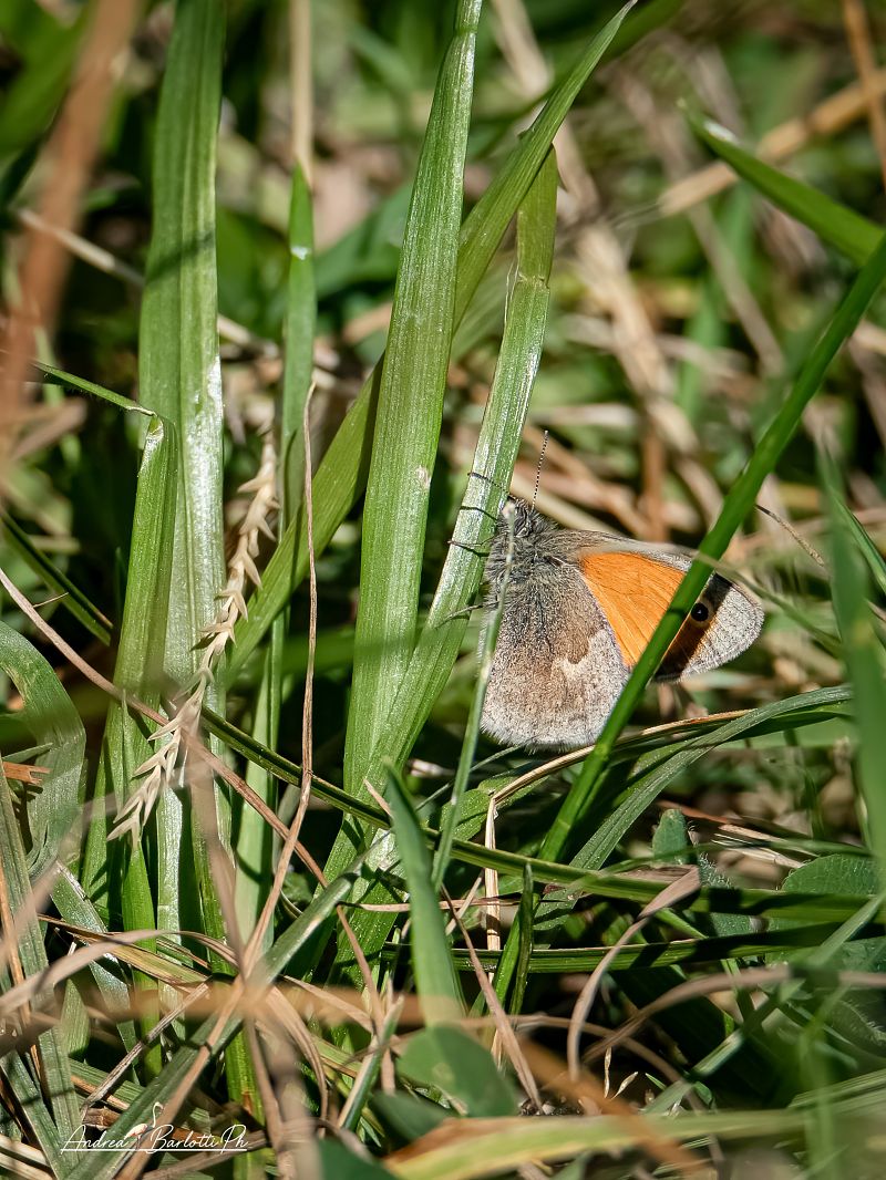 Coenonympha pamphilus  - Barlotti Andrea