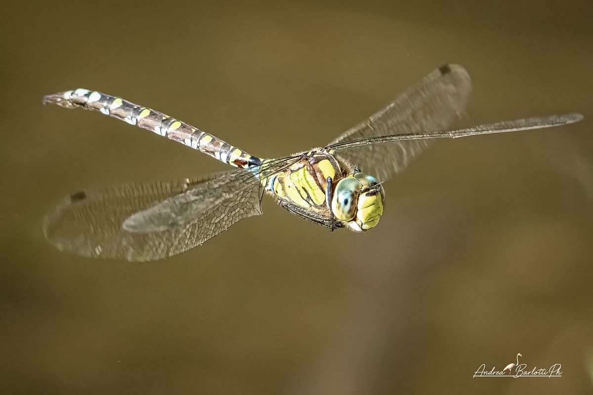 Aeshna cyanea  - Barlotti Andrea