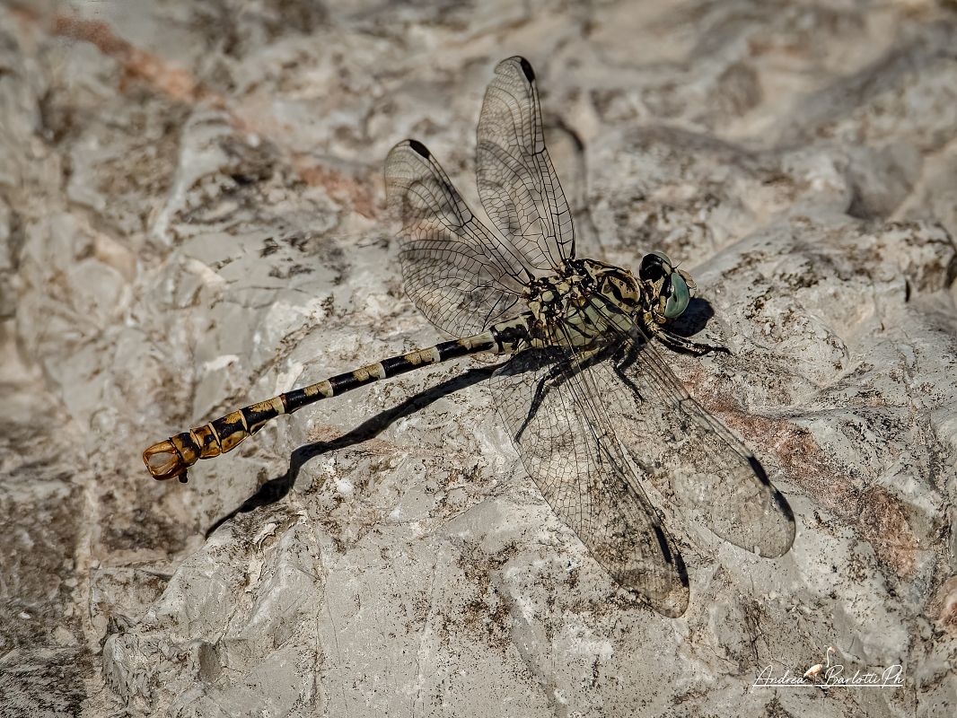Onychogomphus forcipatus  - Barlotti Andrea