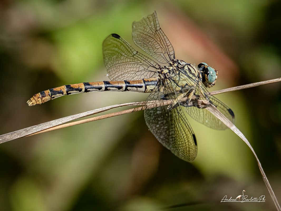 Onychogomphus forcipatus  - Barlotti Andrea