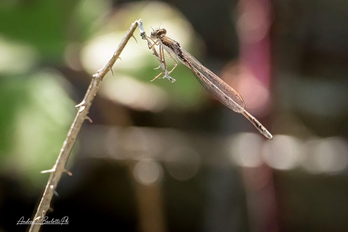 Sympecma fusca  - Barlotti Andrea