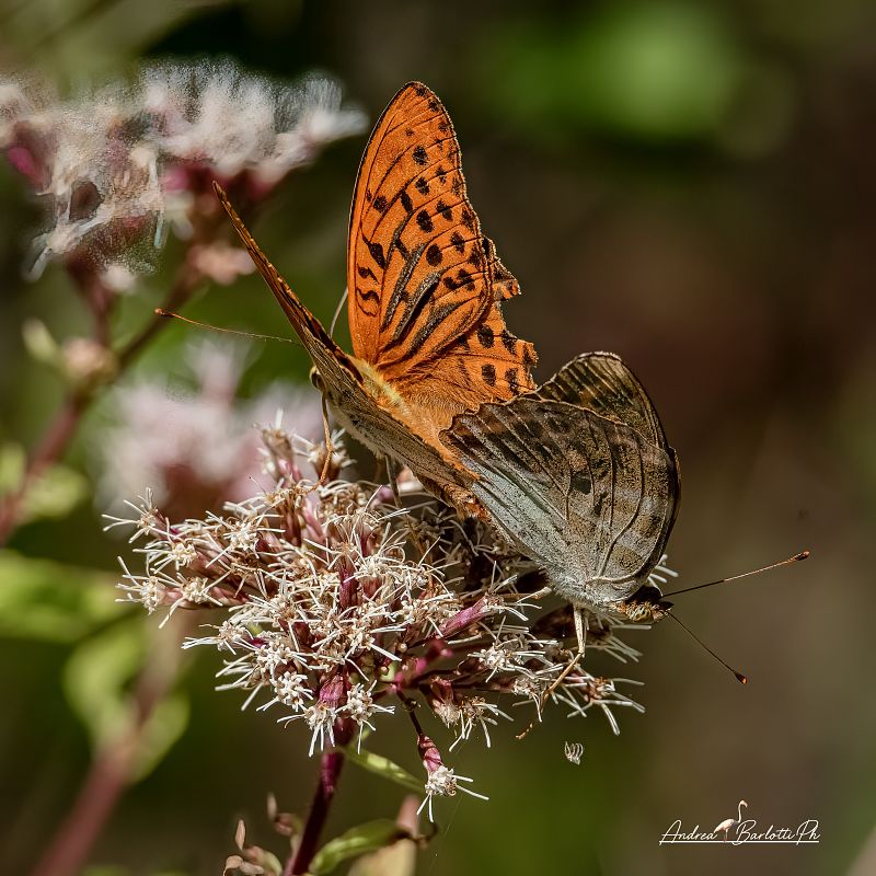 Argynnis paphia  - Barlotti Andrea