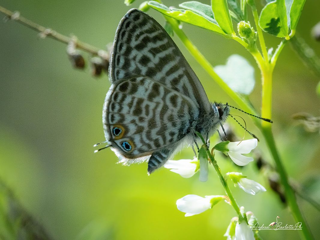 Leptotes pirithous  - Barlotti Andrea