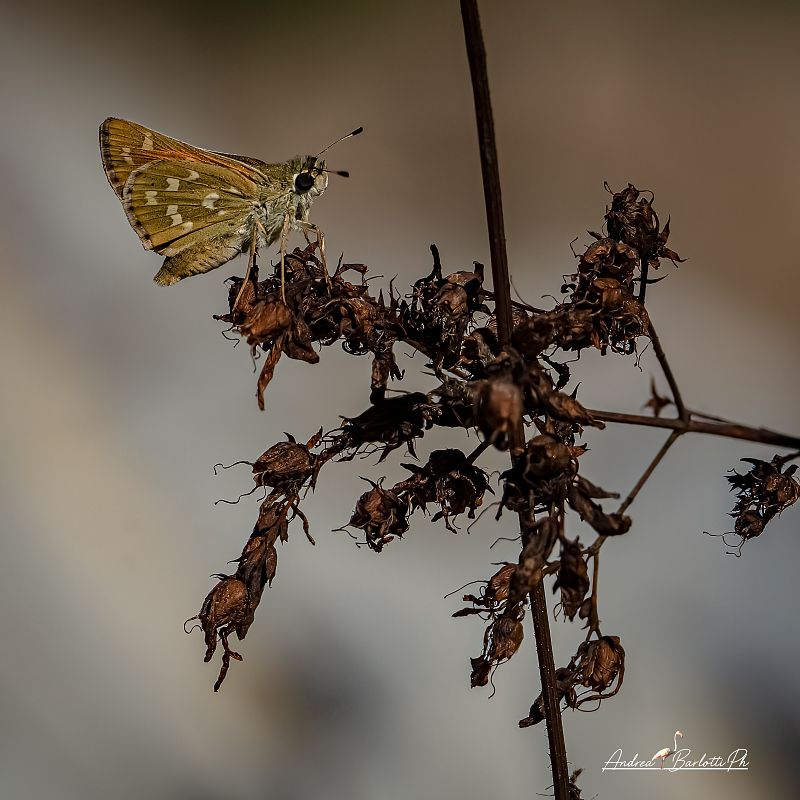 Hesperia comma  - Barlotti Andrea