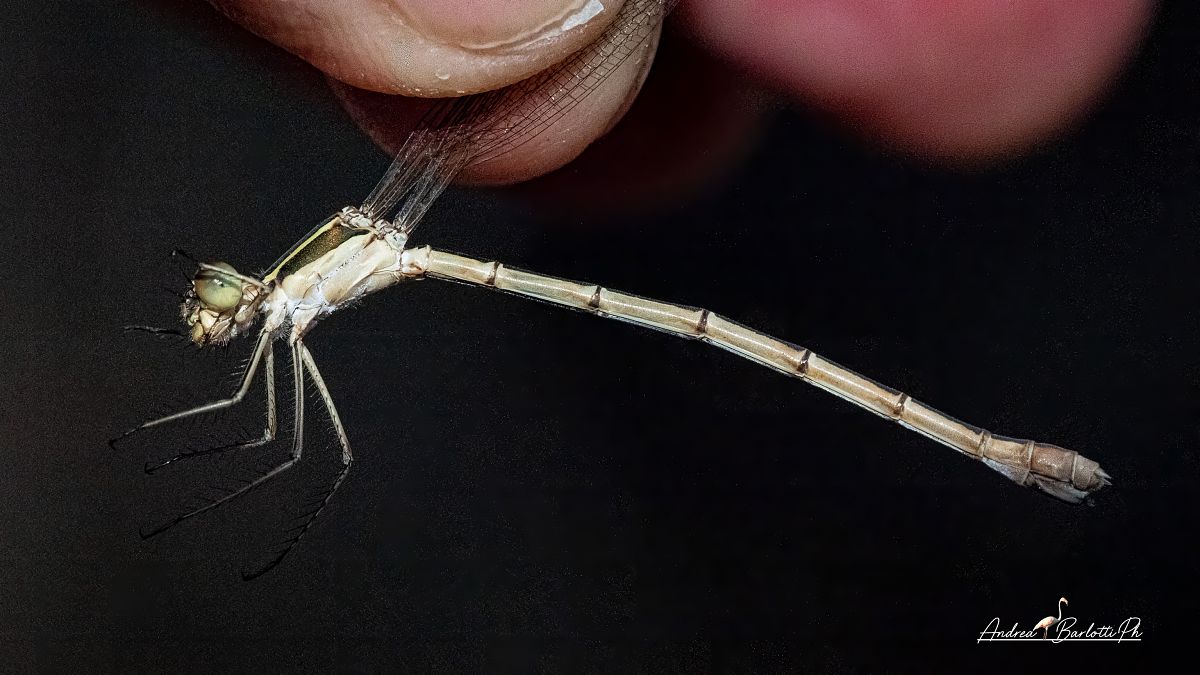 Lestes barbarus  - Barlotti Andrea