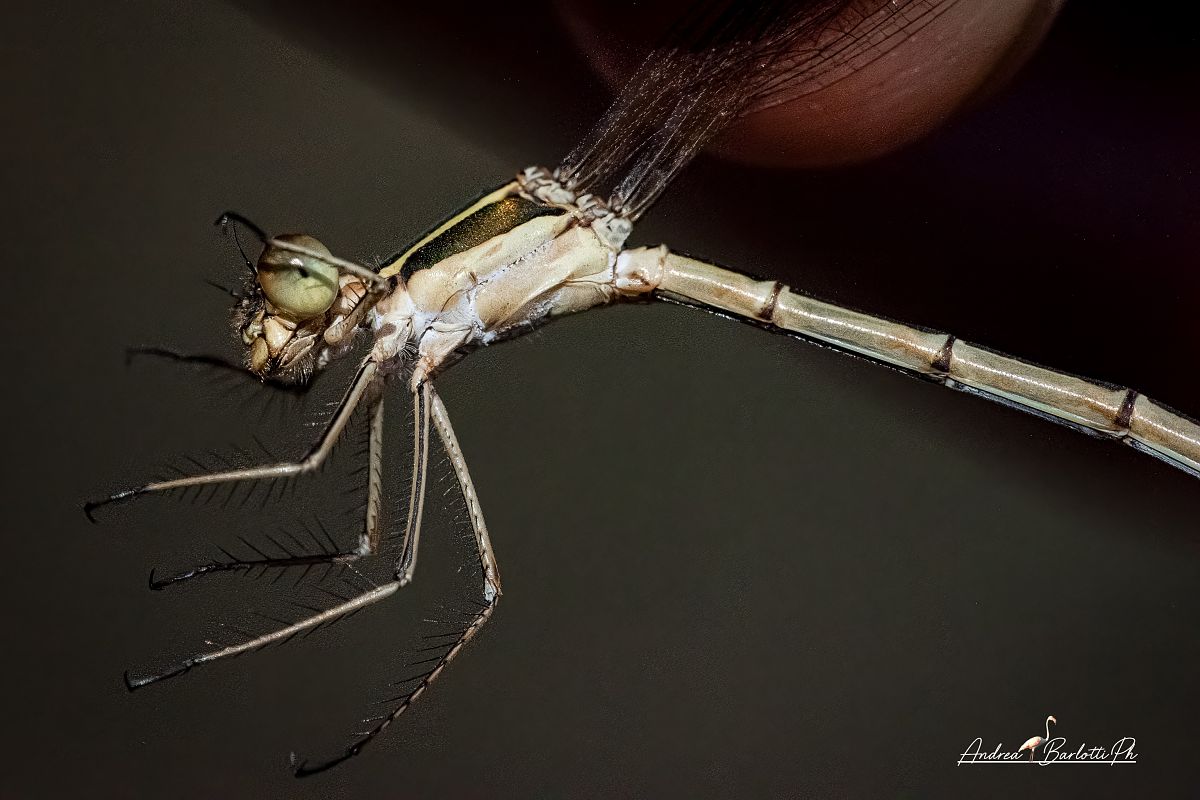 Lestes barbarus  - Barlotti Andrea