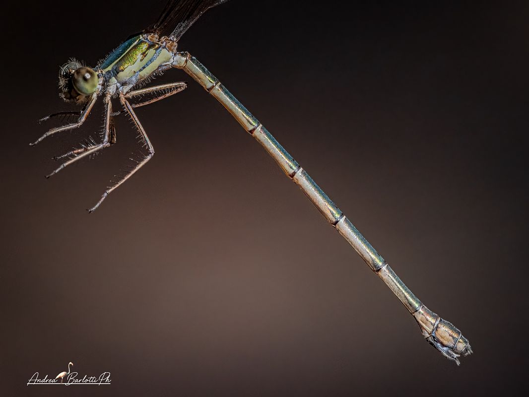Lestes parvidens  - Barlotti Andrea