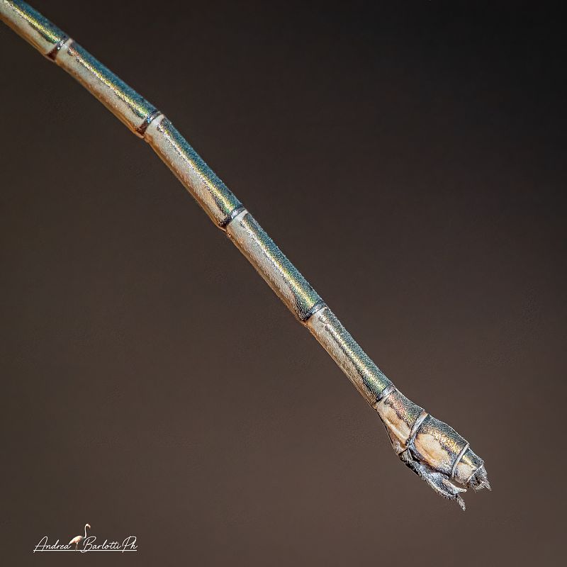 Lestes parvidens  - Barlotti Andrea