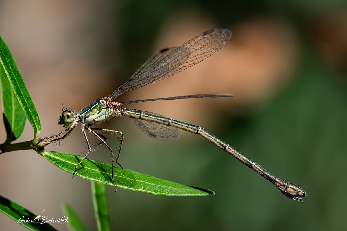 Lestes parvidens  - Barlotti Andrea