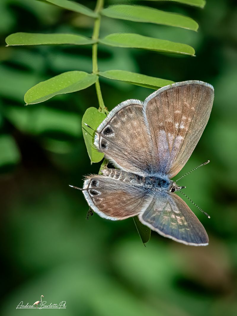 Leptotes pirithous  - Barlotti Andrea