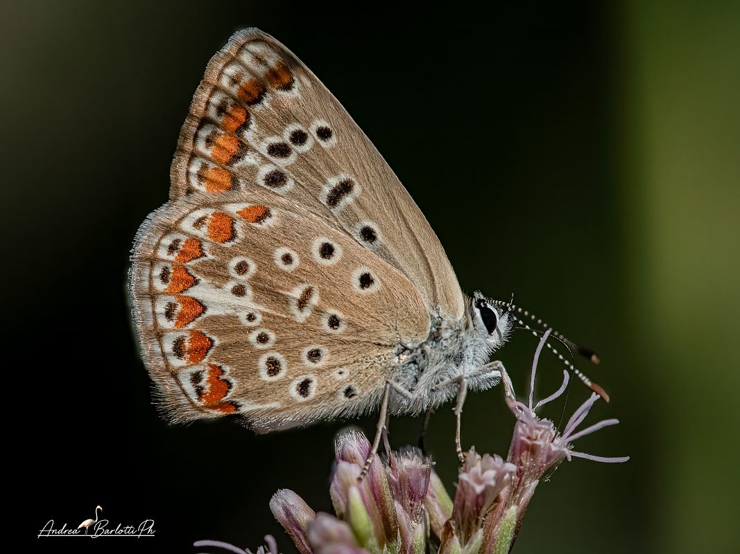 Polyommatus icarius # *  - Barlotti Andrea