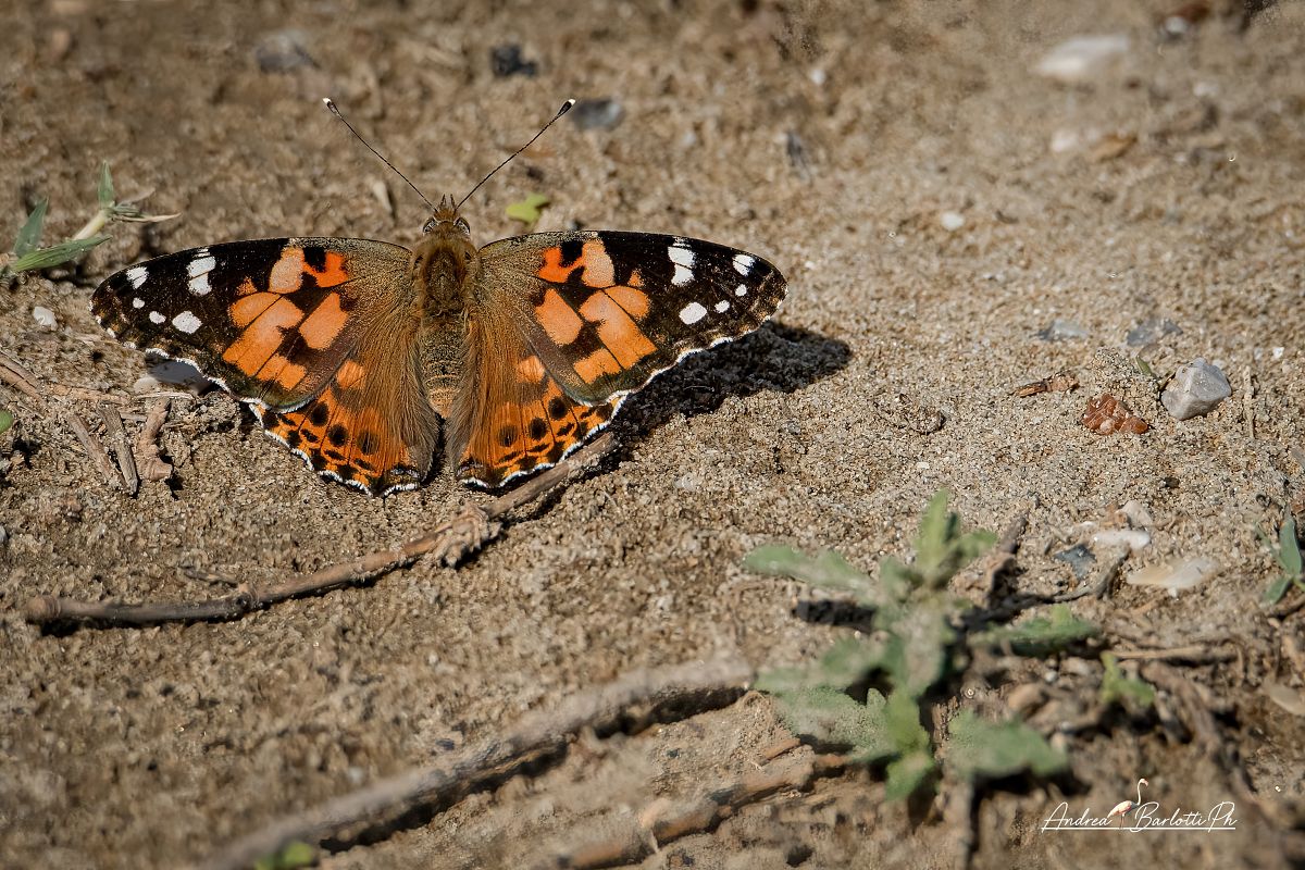 Vanessa cardui  - Barlotti Andrea