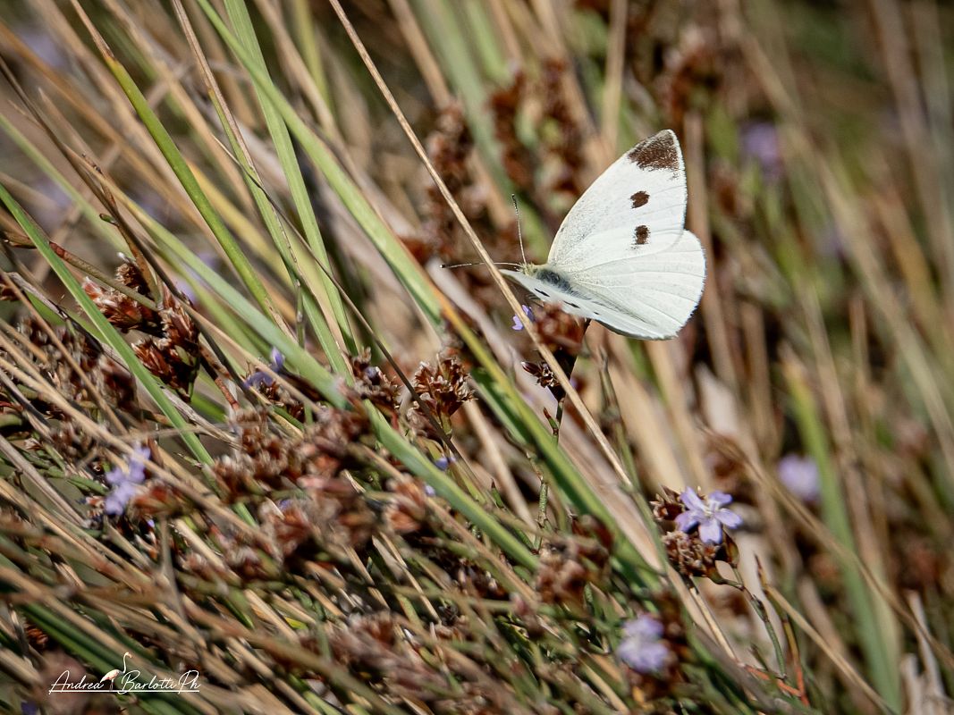 Pieris mannii  - Barlotti Andrea