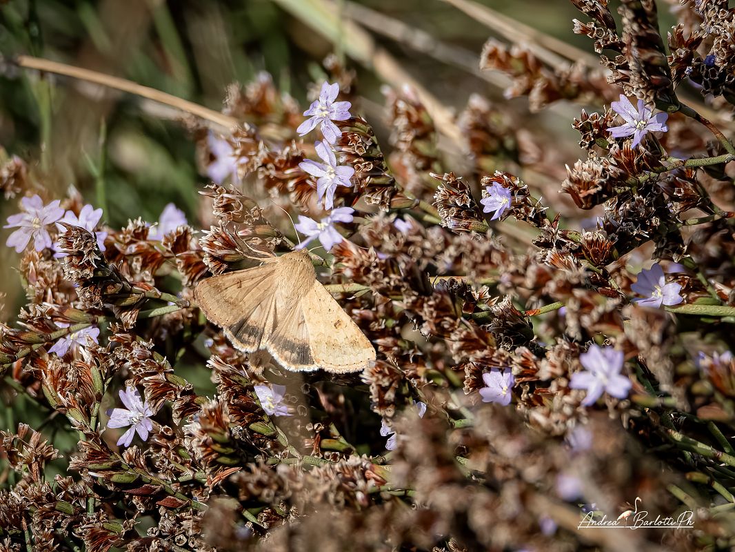 Helicoverpa armigera  - Barlotti Andrea