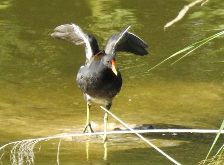 Gallinella d'acqua  - Tiziana Ciaghi