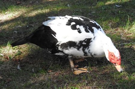 Anatra muta  - Tiziana Ciaghi