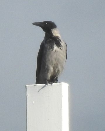 Cornacchia grigia  - Tiziana Ciaghi