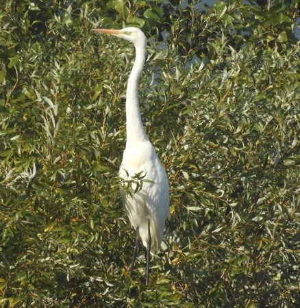 Airone bianco maggiore (ssp. modesta)  - Tiziana Ciaghi
