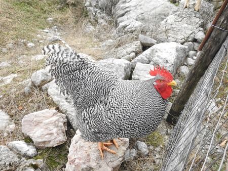 Gallo domestico  - Tiziana Ciaghi
