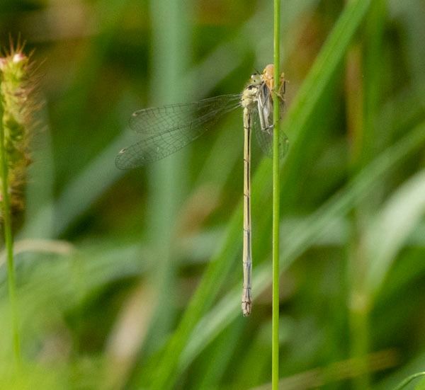 Ischnura elegans  - Roberto Brembilla