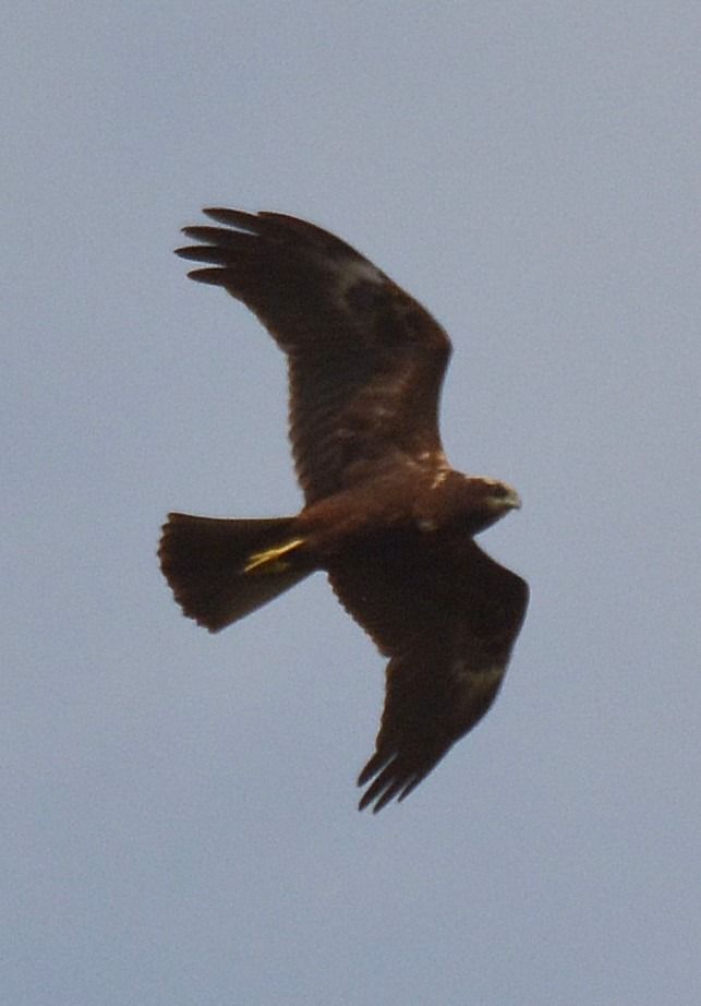 Falco di palude  - Simona Corbellini
