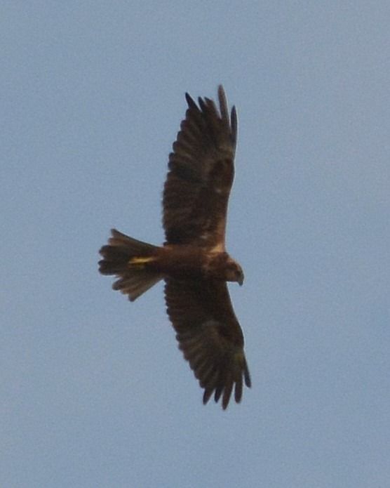 Falco di palude  - Simona Corbellini