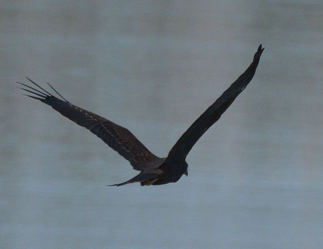 Falco di palude  - Simona Corbellini