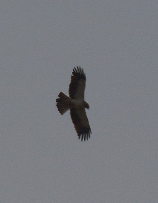 Aquila minore  - Simona Corbellini