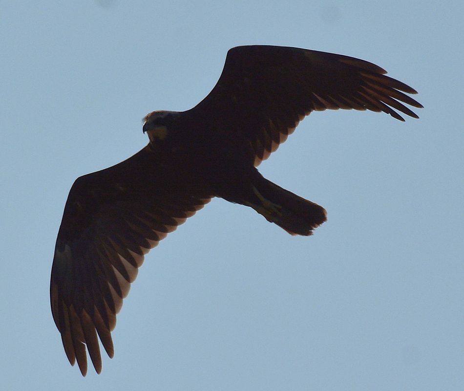 Falco di palude  - Simona Corbellini