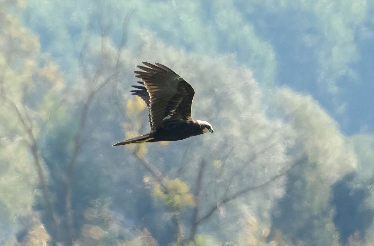 Falco di palude  - Alberto Calcaterra