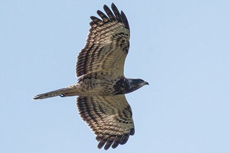 Falco pecchiaiolo  - Loris Loris