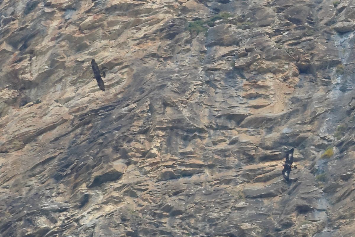Aquila reale  - Orietta Mercori