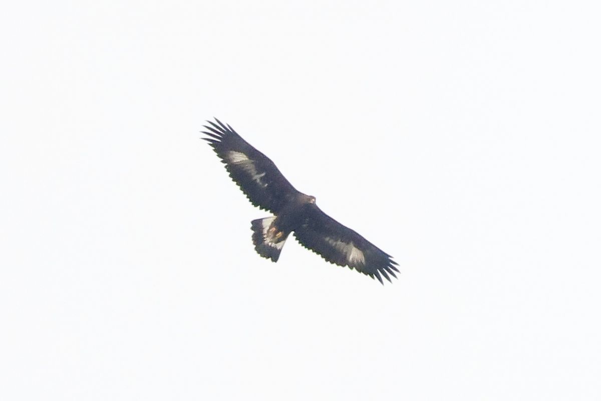 Aquila reale  - Orietta Mercori