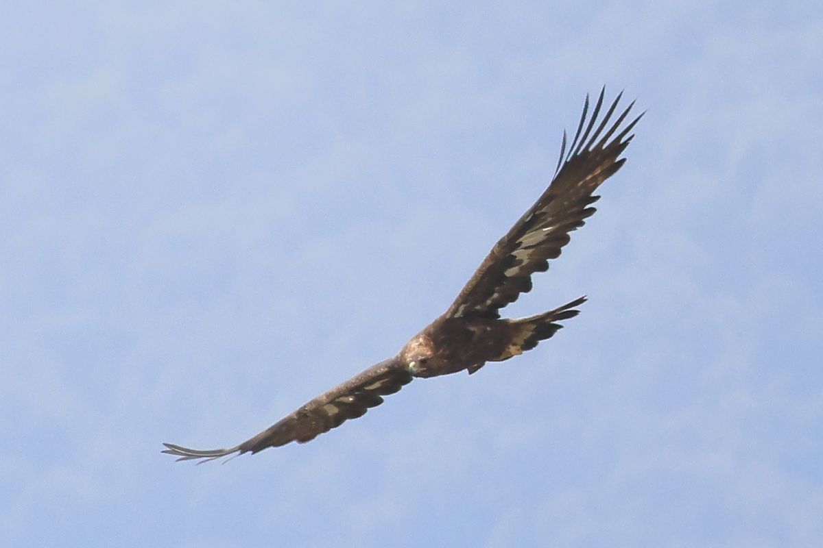 Aquila reale  - Orietta Mercori