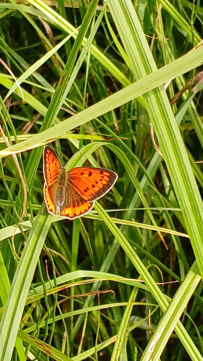 Lycaena dispar  - Osservatorio Biodiversità Rafvg (FVG)