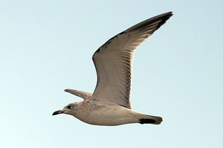 Gabbiano corallino  - Maurizio Parenti