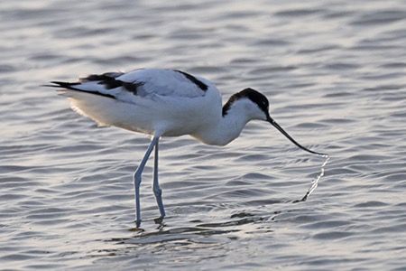 Avocetta  - Maurizio Parenti