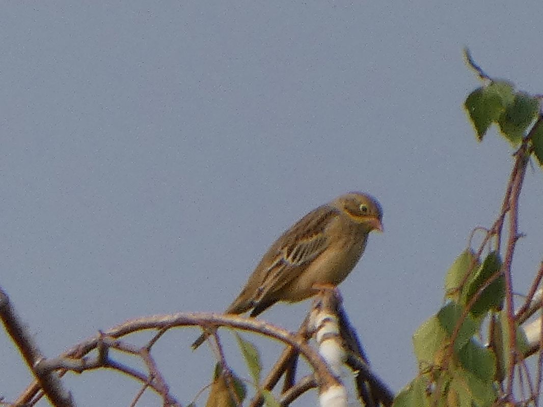 Ortolano  - Theodore Margaroli