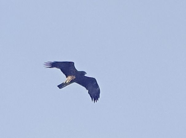 Aquila minore  - Massimo Angei