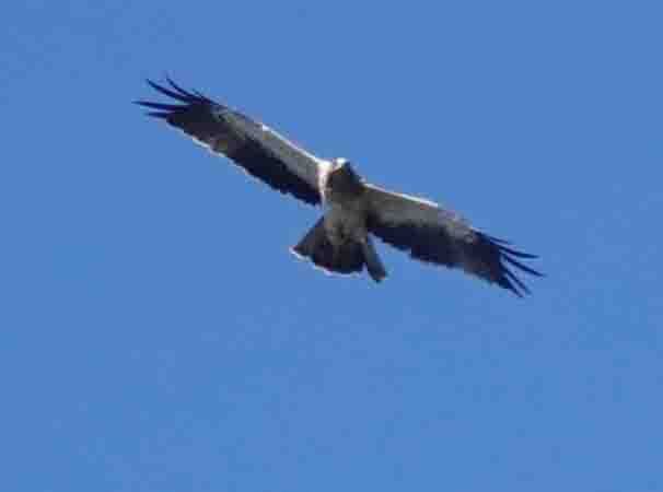 Aquila minore  - Massimo Angei
