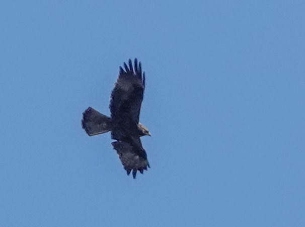 Aquila minore  - Massimo Angei