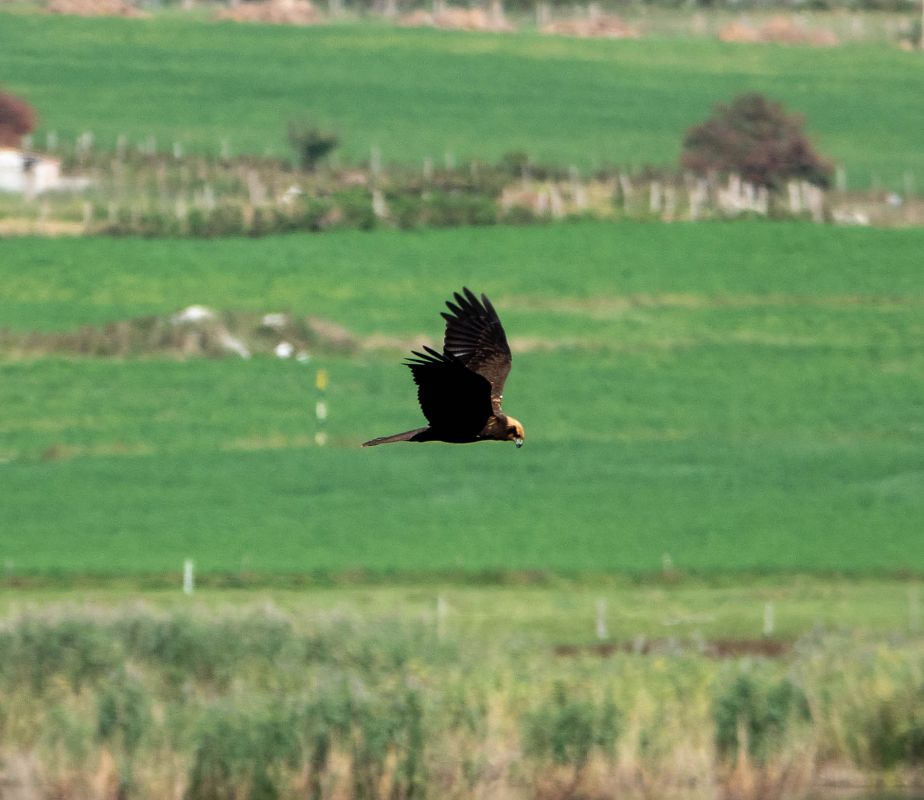 Falco di palude 