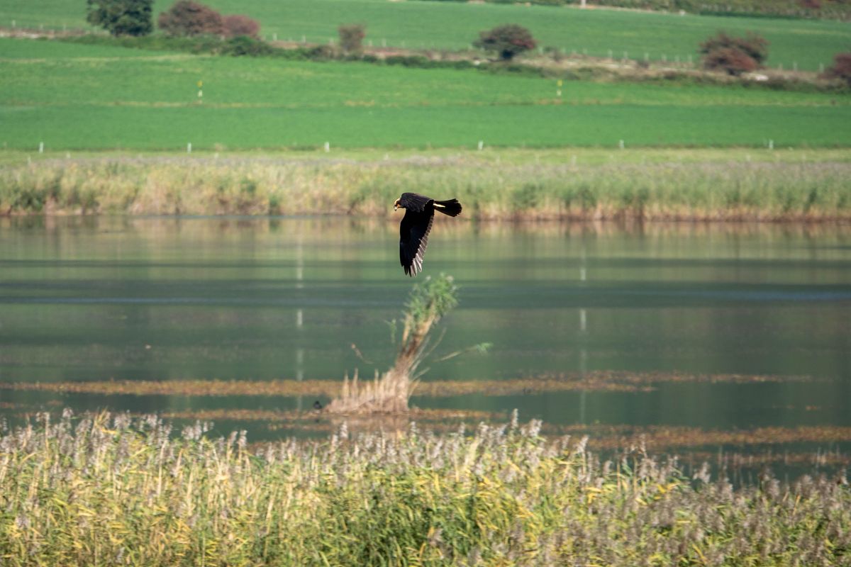 Falco di palude 