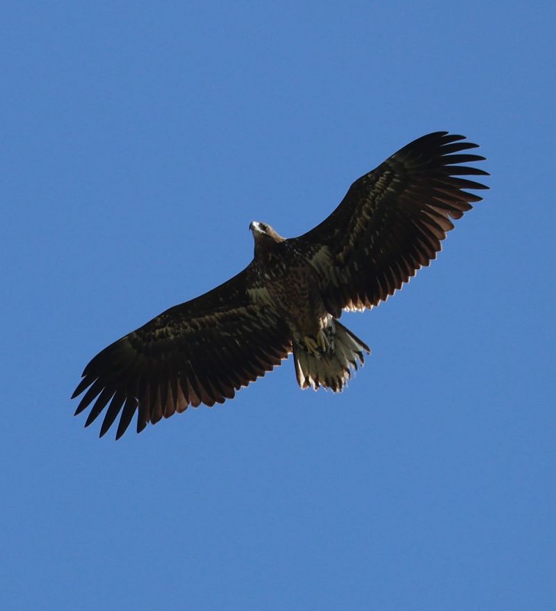 Aquila di mare  - Gabriella Pignattone