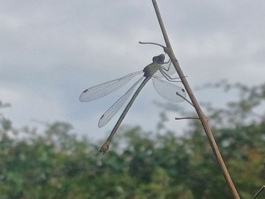 Ischnura elegans 