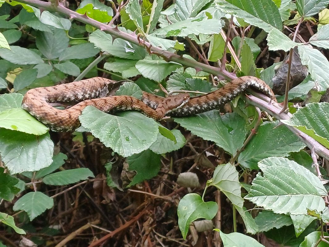 Vipera comune (V.a.aspis)  - Damiano Recandio
