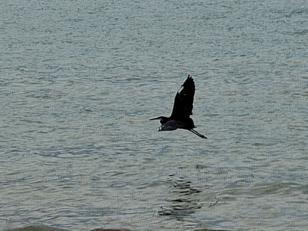 Airone schistaceo 