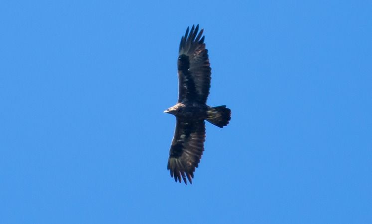 Aquila reale  - Giovanni Fontana