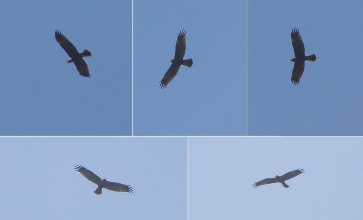 Falco di palude  - Giovanni Fontana