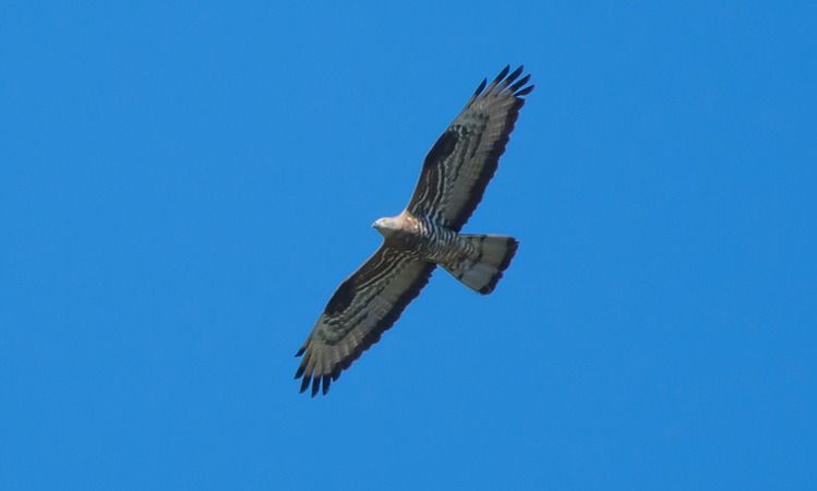 Falco pecchiaiolo  - Giovanni Fontana